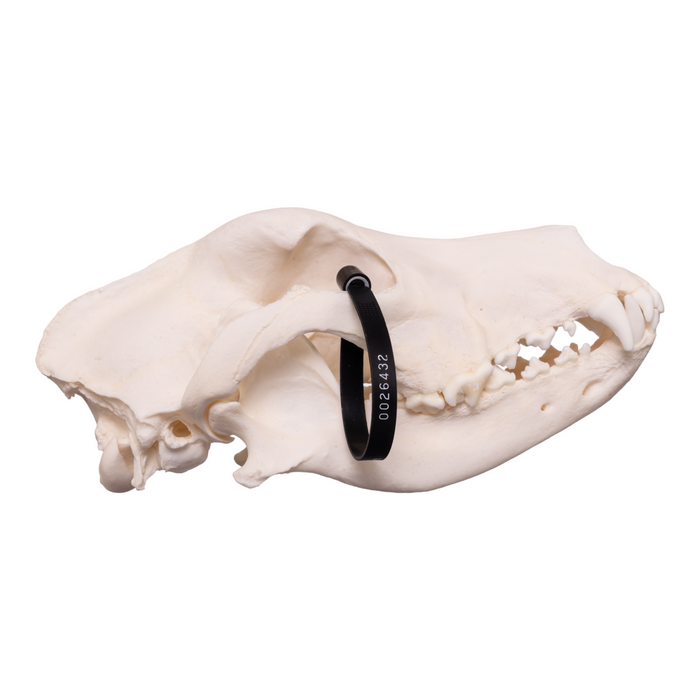 Real Domestic Dog Skull - Great Dane