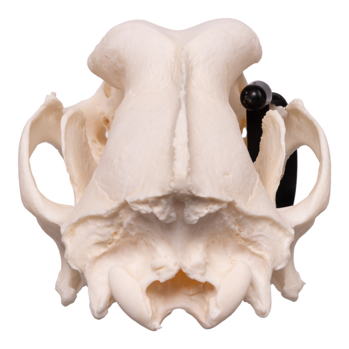 Real Domestic Dog Skull - Great Dane