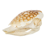 Real Nine-banded Armadillo Skull