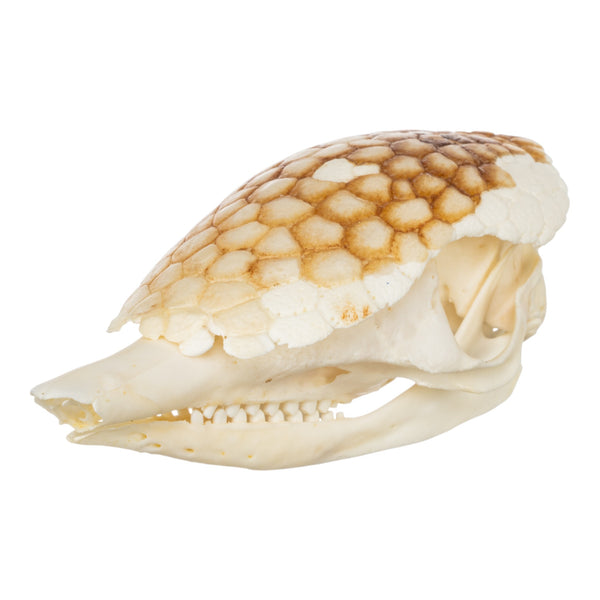 Real Nine-banded Armadillo Skull