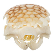 Real Nine-banded Armadillo Skull