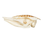 Real Nine-banded Armadillo Skull
