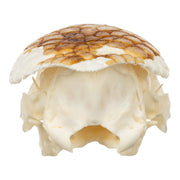 Real Nine-banded Armadillo Skull