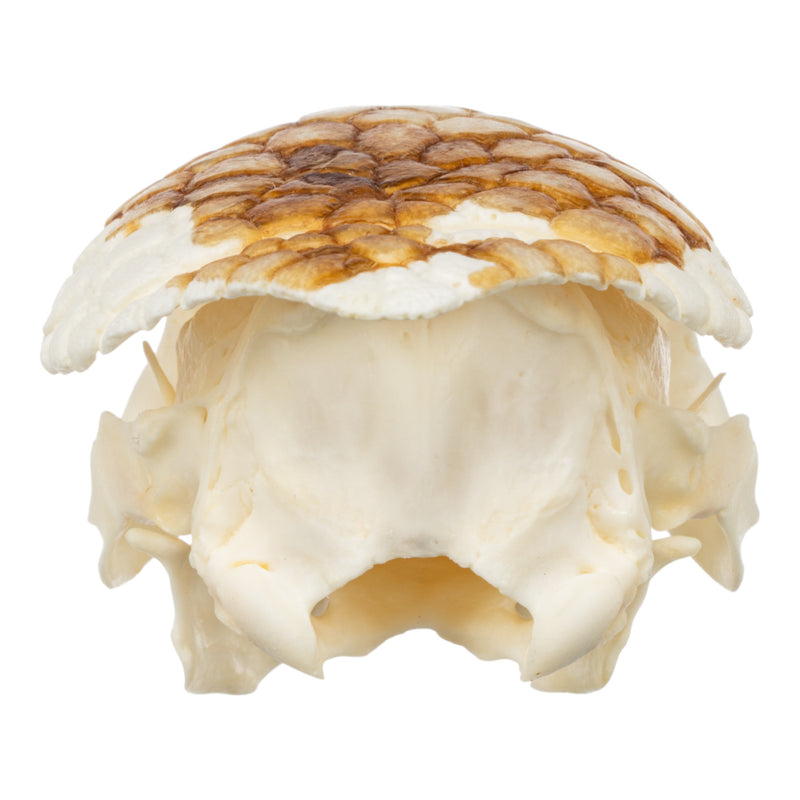 Real Nine-banded Armadillo Skull