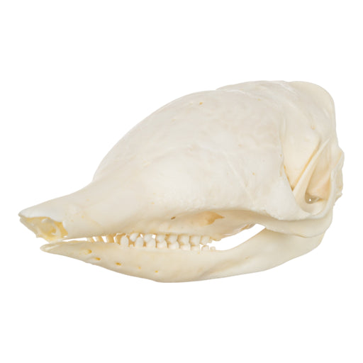 Real Nine-banded Armadillo Skull