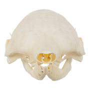 Real Nine-banded Armadillo Skull