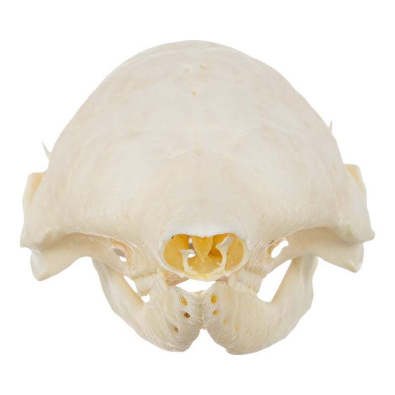 Real Nine-banded Armadillo Skull