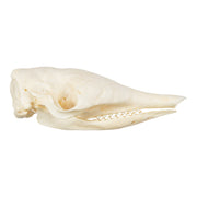 Real Nine-banded Armadillo Skull