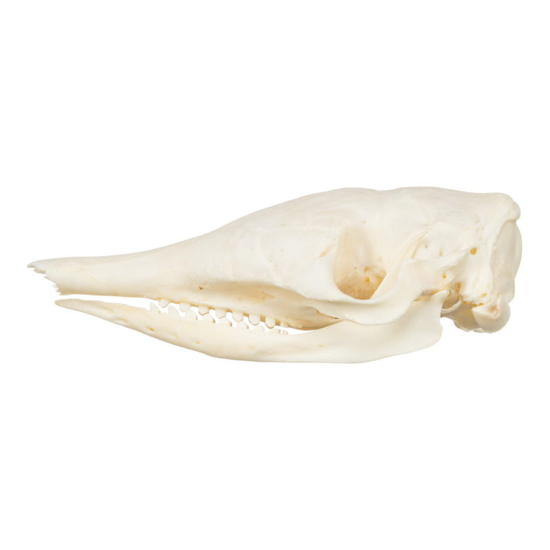 Real Nine-banded Armadillo Skull
