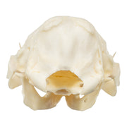 Real Nine-banded Armadillo Skull