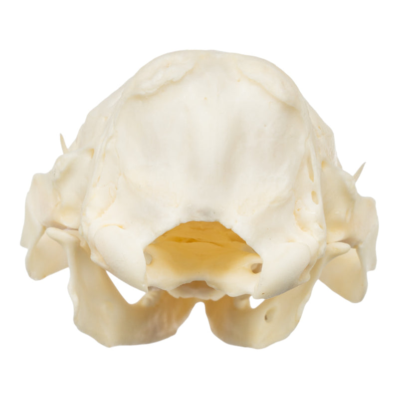 Real Nine-banded Armadillo Skull