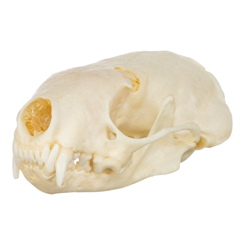 Real Western Spotted Skunk Skull
