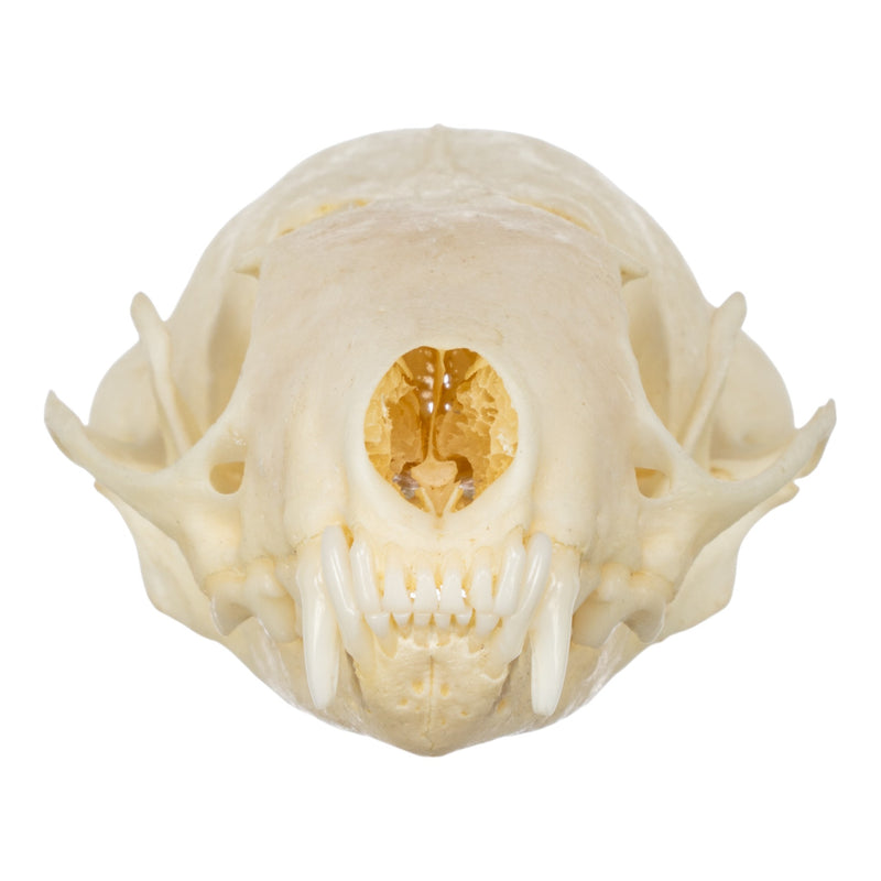 Real Western Spotted Skunk Skull
