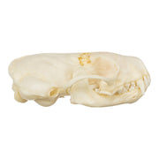 Real Western Spotted Skunk Skull