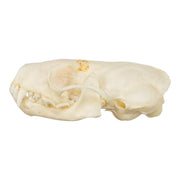 Real Western Spotted Skunk Skull