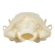 Real Western Spotted Skunk Skull