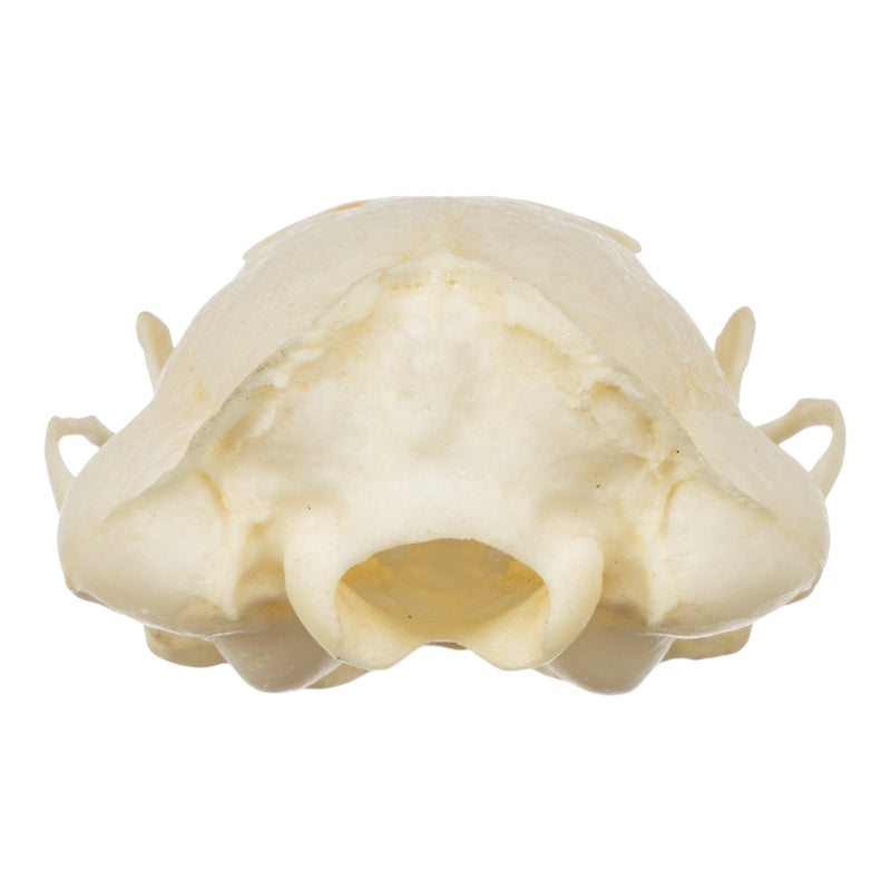 Real Western Spotted Skunk Skull
