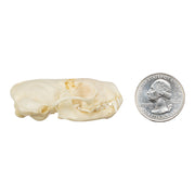 Real Western Spotted Skunk Skull