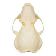 Real Western Spotted Skunk Skull