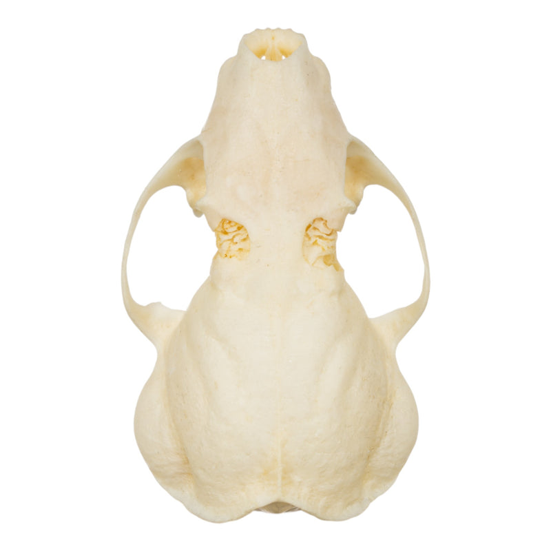 Real Western Spotted Skunk Skull