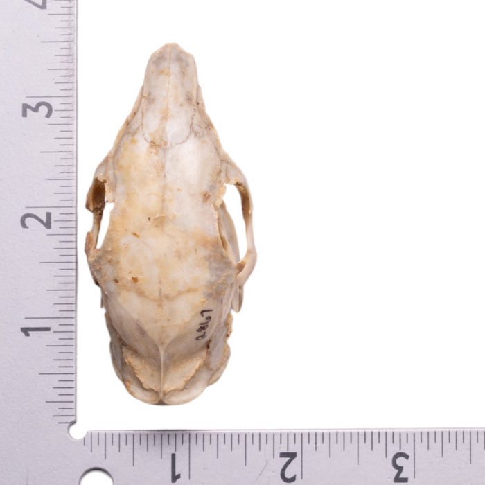 Real Agouti Skull
