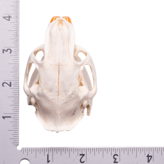 Real Greater Cane Rat Skull