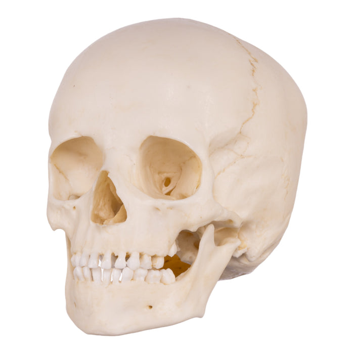 Replica Human Child Skeleton - 6-year-old
