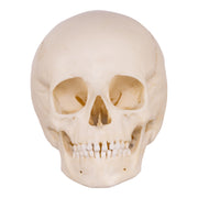 Replica Human Child Skull - 6-year-old