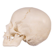 Replica Human Child Skeleton - 6-year-old