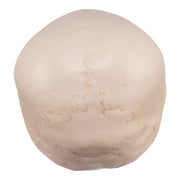 Replica Human Child Skeleton - 6-year-old