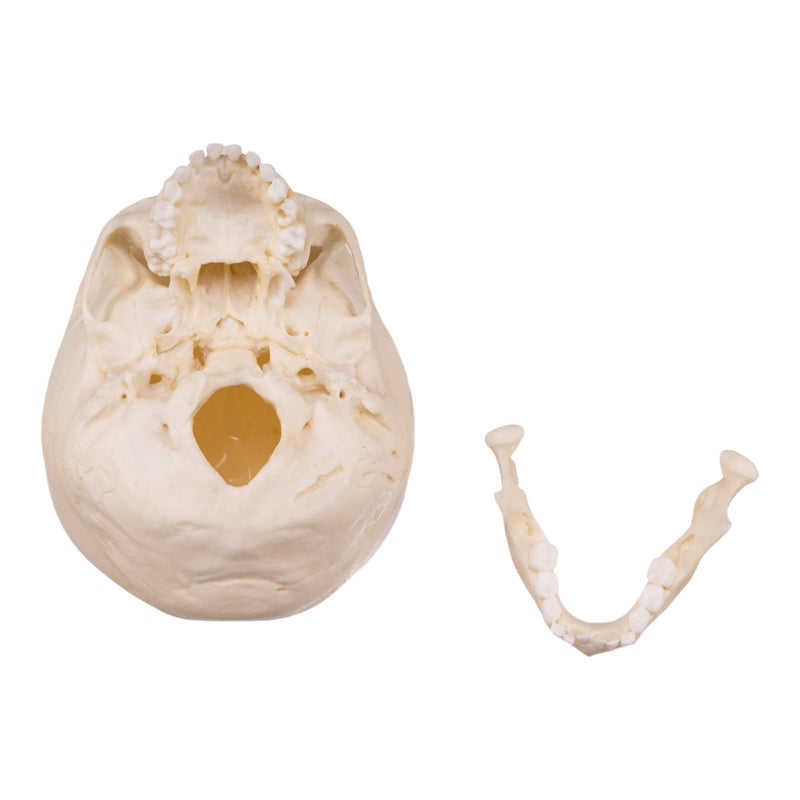 Replica Human Child Skeleton - 6-year-old