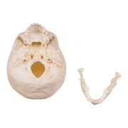 Replica Human Child Skull - 6-year-old