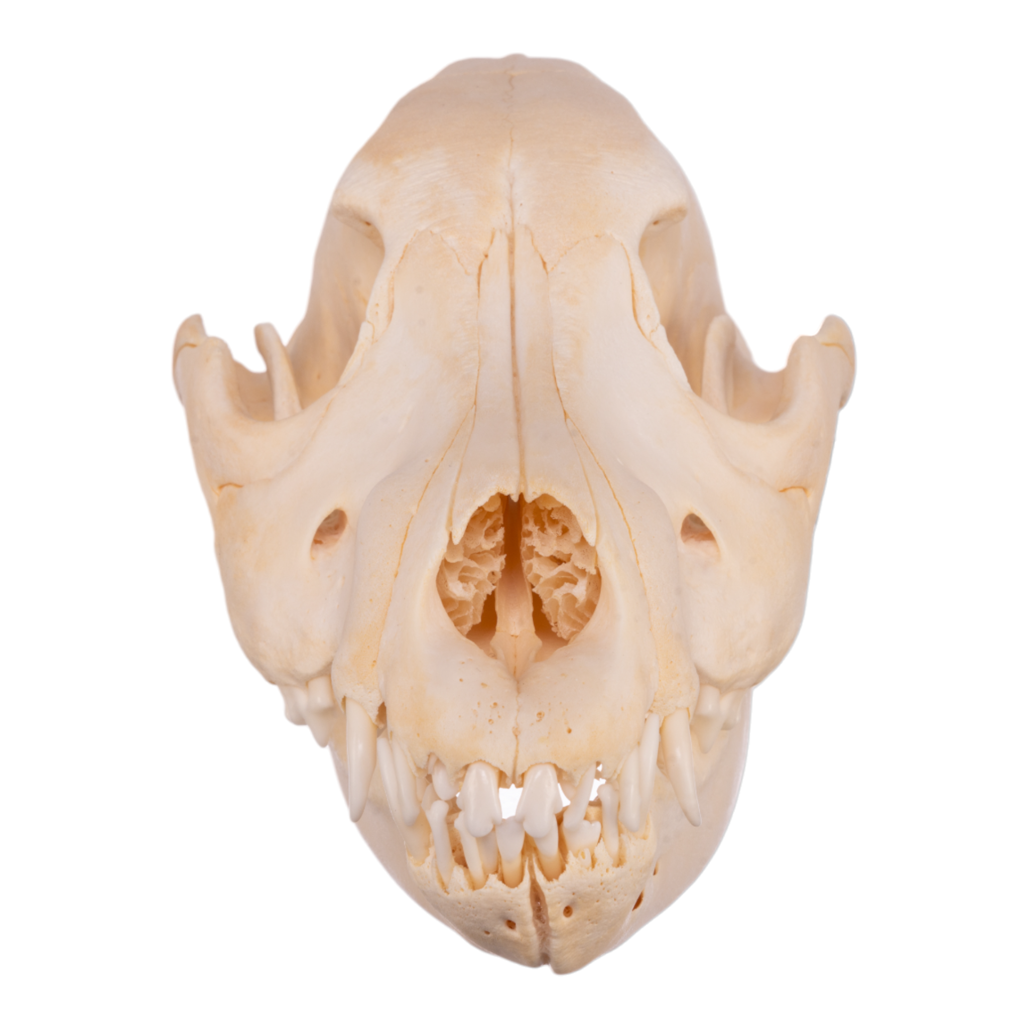 German clearance shepherd skull