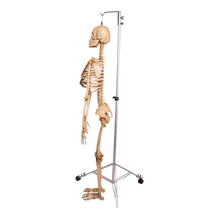Real Human Skeleton - Articulated Antique