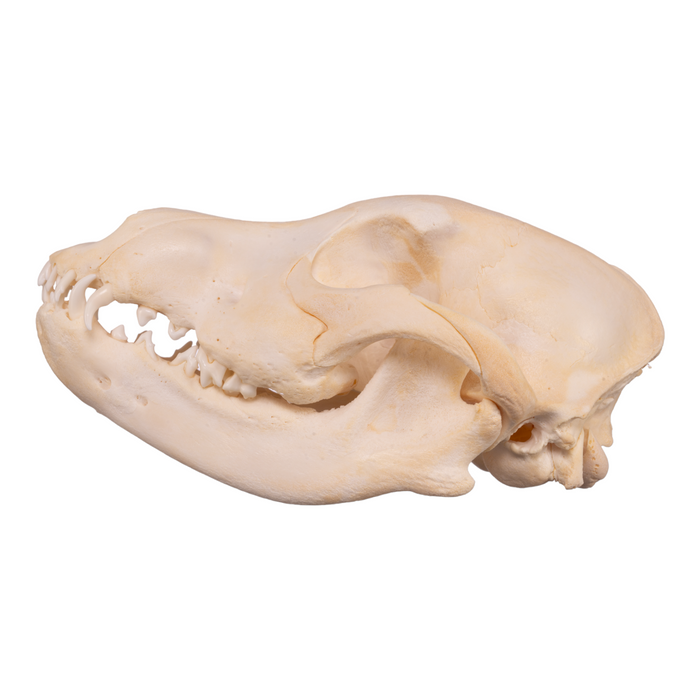 Real Domestic Dog Skull - German Shepherd Puppy