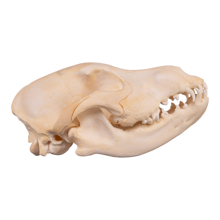Real Domestic Dog Skull - German Shepherd Puppy