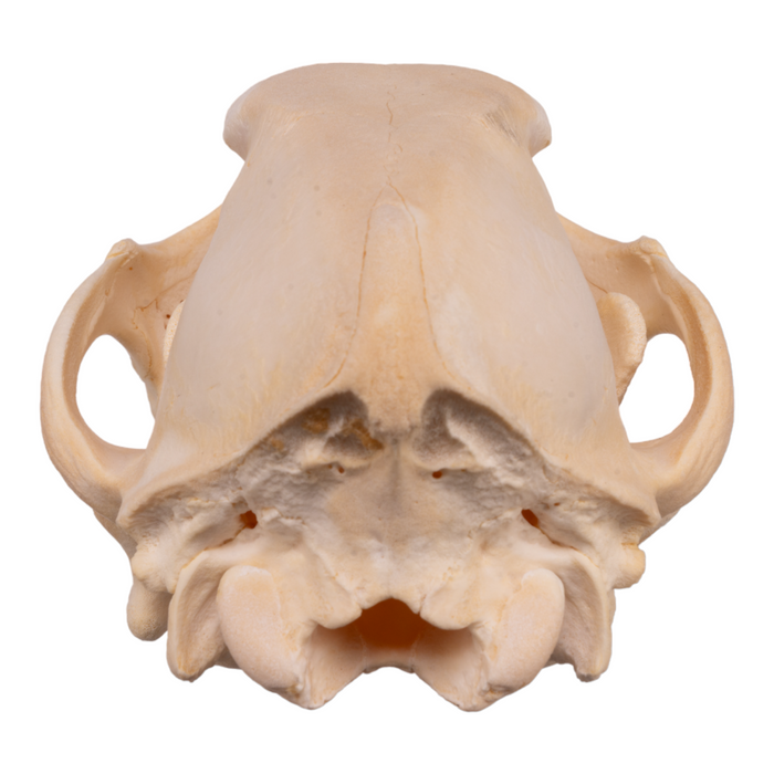 Real Domestic Dog Skull - German Shepherd Puppy