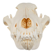 Real Gray Wolf Skull - Pathology