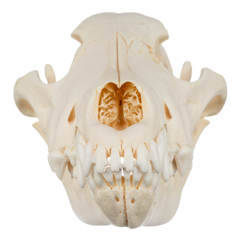 Real Gray Wolf Skull - Pathology
