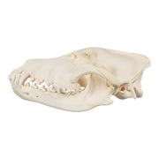 Real Gray Wolf Skull - Pathology