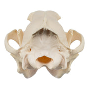 Real Gray Wolf Skull - Pathology