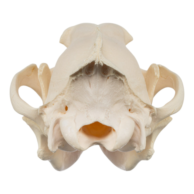 Real Gray Wolf Skull - Pathology