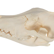 Real Gray Wolf Skull - Pathology
