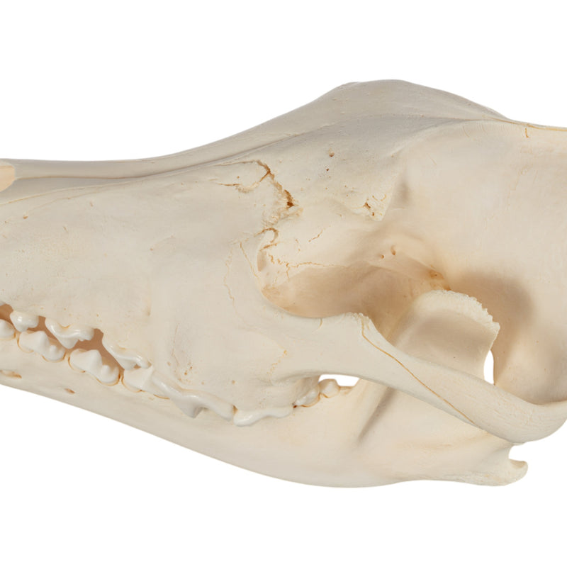 Real Gray Wolf Skull - Pathology