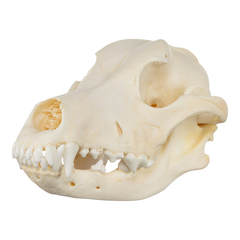Real Domestic Dog Skull - Golden Retriever