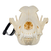 Real Domestic Dog Skull - Golden Retriever