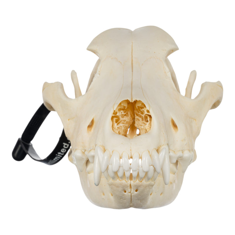 Real Domestic Dog Skull - Golden Retriever
