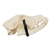 Real Domestic Dog Skull - Golden Retriever