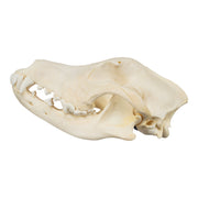 Real Domestic Dog Skull - Golden Retriever