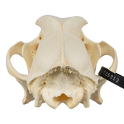 Real Domestic Dog Skull - Golden Retriever